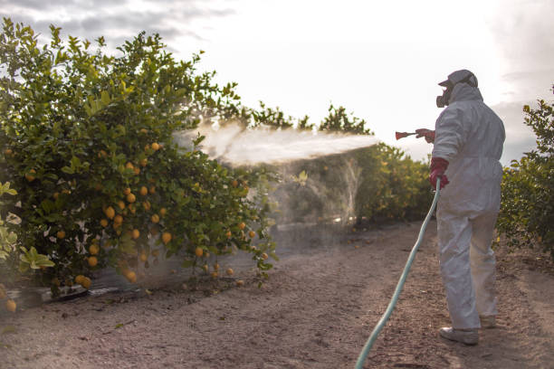 Best Flea Control Services  in Marshall, TX