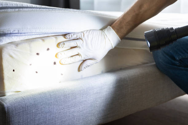 Best Best Pest Control Companies  in Marshall, TX