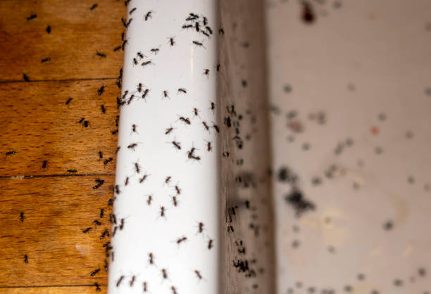 Best Spider Control Near Me  in Marshall, TX